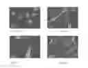 Fig. 05 - ENCAPSULATION OF BACTERIA AND VIRUSES IN ELECTROSPUN FIBERS