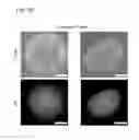 Fig. 13 - RNA-guided human genome engineering