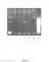 Fig. 10 - Nanopipette device and method for subcellular analysis