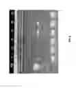 Fig. 03 - Single cell bar-coding for antibody discovery