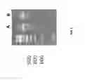 Fig. 06 - Single cell bar-coding for antibody discovery