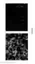 Fig. 14 - Random RNAi libraries, methods of generating same, and screening methods utilizing same