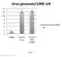 Fig. 13 - Method of deriving mature hepatocytes from human embryonic stem cells
