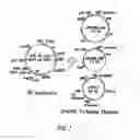 Fig. 02 - Pharmaceutical composition comprising Nanog shRNA, and method of using Nanog shRNA to treat cancer