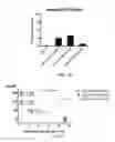 Fig. 16 - Pharmaceutical composition comprising Nanog shRNA, and method of using Nanog shRNA to treat cancer