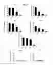 Fig. 18 - Pharmaceutical composition comprising Nanog shRNA, and method of using Nanog shRNA to treat cancer