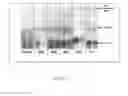 Fig. 05 - Selection of RNA-aptamers as anti-malaria agents