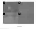 Fig. 09 - Selection of RNA-aptamers as anti-malaria agents