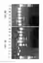 Fig. 03 - sp. host cell for producing ethanol and method for producing ethanol using the same