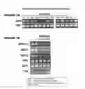 Fig. 08 - Regulating alkaloids