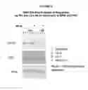 Fig. 03 - Regulating alkaloids