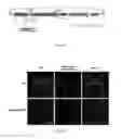 Fig. 03 - Gene IbENOD93 and transgenic plants using the same