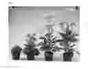Fig. 03 - Agrobacterium rhizogenes transformation and expression of rol genes in kalanchoe