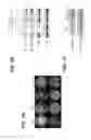 Fig. 03 - Controlling fungal pathogens by disabling their small RNA pathways using RNAi-based strategy