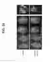 Fig. 18 - Controlling fungal pathogens by disabling their small RNA pathways using RNAi-based strategy