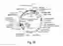 Fig. 08 - COMPOSITIONS AND METHODS FOR REPROGRAMMING HEMATOPOIETIC STEM CELL LINEAGES