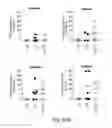 Fig. 102 - COMPOSITIONS AND METHODS FOR REPROGRAMMING HEMATOPOIETIC STEM CELL LINEAGES