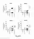 Fig. 111 - COMPOSITIONS AND METHODS FOR REPROGRAMMING HEMATOPOIETIC STEM CELL LINEAGES