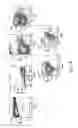 Fig. 15 - COMPOSITIONS AND METHODS FOR REPROGRAMMING HEMATOPOIETIC STEM CELL LINEAGES