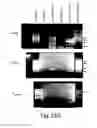 Fig. 46 - COMPOSITIONS AND METHODS FOR REPROGRAMMING HEMATOPOIETIC STEM CELL LINEAGES