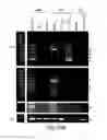 Fig. 47 - COMPOSITIONS AND METHODS FOR REPROGRAMMING HEMATOPOIETIC STEM CELL LINEAGES