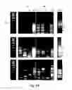 Fig. 48 - COMPOSITIONS AND METHODS FOR REPROGRAMMING HEMATOPOIETIC STEM CELL LINEAGES