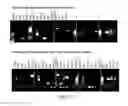 Fig. 56 - COMPOSITIONS AND METHODS FOR REPROGRAMMING HEMATOPOIETIC STEM CELL LINEAGES