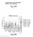 Fig. 59 - COMPOSITIONS AND METHODS FOR REPROGRAMMING HEMATOPOIETIC STEM CELL LINEAGES