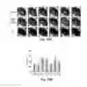Fig. 62 - COMPOSITIONS AND METHODS FOR REPROGRAMMING HEMATOPOIETIC STEM CELL LINEAGES