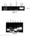 Fig. 70 - COMPOSITIONS AND METHODS FOR REPROGRAMMING HEMATOPOIETIC STEM CELL LINEAGES