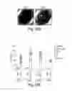 Fig. 92 - COMPOSITIONS AND METHODS FOR REPROGRAMMING HEMATOPOIETIC STEM CELL LINEAGES