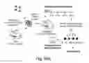 Fig. 93 - COMPOSITIONS AND METHODS FOR REPROGRAMMING HEMATOPOIETIC STEM CELL LINEAGES