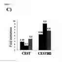 Fig. 11 - Insulator to improve gene transfer vectors