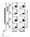 Fig. 14 - Insulator to improve gene transfer vectors