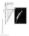 Fig. 07 - Vectors comprising stuffer/filler polynucleotide sequences and methods of use