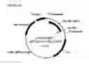 Fig. 64 - Recombinant microorganisms for enhanced production of mevalonate, isoprene, and isoprenoids