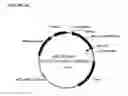 Fig. 65 - Recombinant microorganisms for enhanced production of mevalonate, isoprene, and isoprenoids