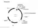 Fig. 68 - Recombinant microorganisms for enhanced production of mevalonate, isoprene, and isoprenoids