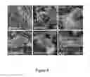 Fig. 09 - Method and compositions for improved lignocellulosic material hydrolysis