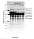 Fig. 58 - Method and compositions for improved lignocellulosic material hydrolysis