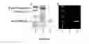 Fig. 07 - Sortase-mediated protein purification and ligation