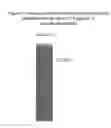Fig. 02 - Mitrecin A polypeptide with antimicrobial activity