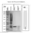 Fig. 04 - Mitrecin A polypeptide with antimicrobial activity