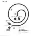 Fig. 02 - Microfluidic microbe detection and isolation