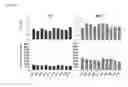 Fig. 15 - Method for single cell analysis of telomere length using pre-amplification and multiple-copy reference sequence