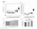 Fig. 23 - Method for single cell analysis of telomere length using pre-amplification and multiple-copy reference sequence