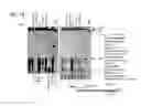 Fig. 21 - Recombinase Polymerase Amplification