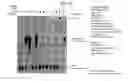 Fig. 29 - Recombinase Polymerase Amplification