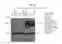 Fig. 30 - Recombinase Polymerase Amplification