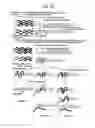 Fig. 34 - Recombinase Polymerase Amplification